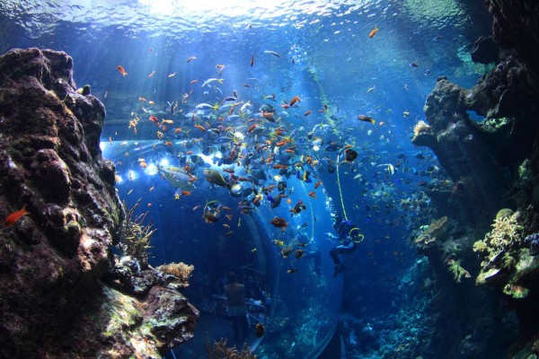 California Academy of Sciences Coral Reef Diver