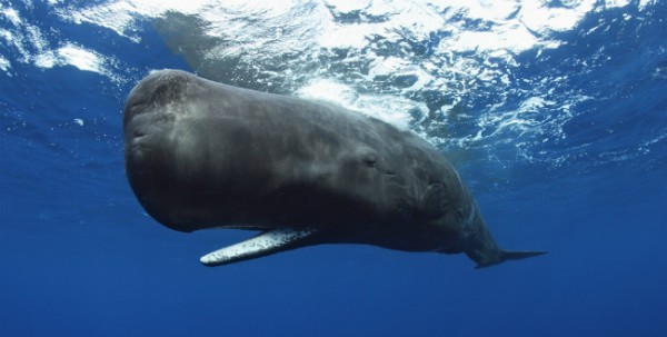Learn about sperm whales and other species at the California Academy of Sciences
