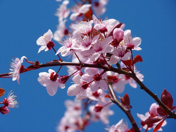 Cherry Blossom Festival 1
