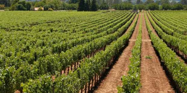 california-wine-country-vineyards