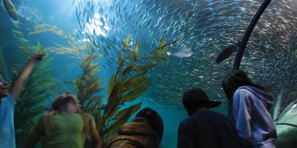 san-francisco-aquarium-of-the-bay