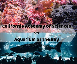 California Academy of Sciences vs. Aquarium of the Bay