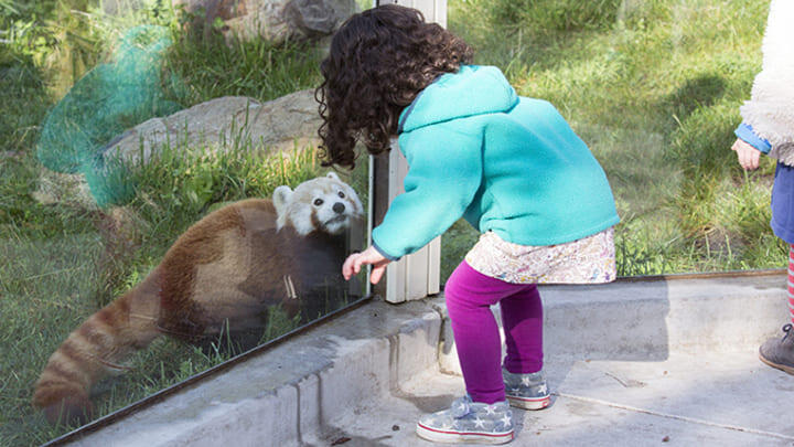 Young girl meeting a red panda at San Francisco Zoo