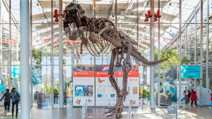Dinosaur skeleton housed within the California Academy of Sciences