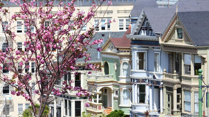 Cherry blossom tree covering San Francisco's Painted Ladies
