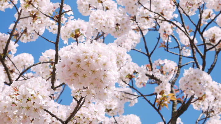 The branches of a cherry blossom tree in full bloom