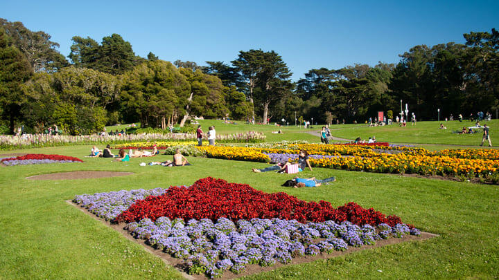 Flowers in bloom on a sunny day in Golden Gate Park, San Francisco