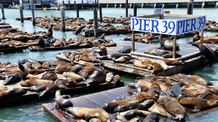 California sea lions basking in the sun at Pier 39 in Fisherman's Wharf, San Francisco