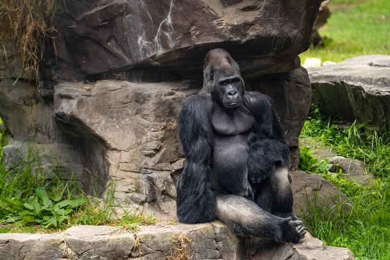 Gorilla resting on a rock face at the San Francisco Zoo