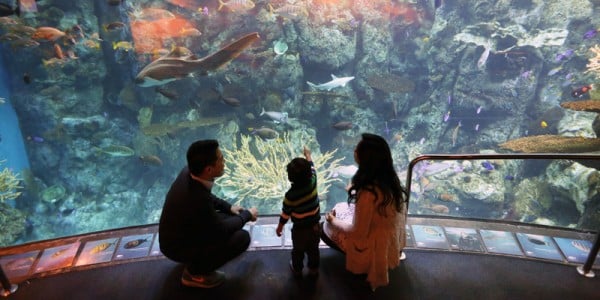 Aquarium-of-the-Pacific-3