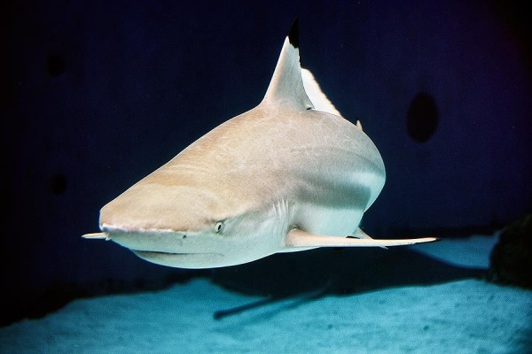 Image credit: Andrew Reitsma/Aquarium of the Pacific