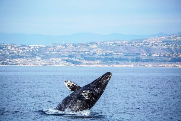 LAX Newport Landing Whale Watch (6)