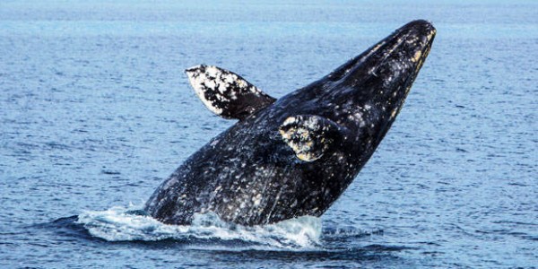 Newport-Landing-Whale-Watching-Cruise-5