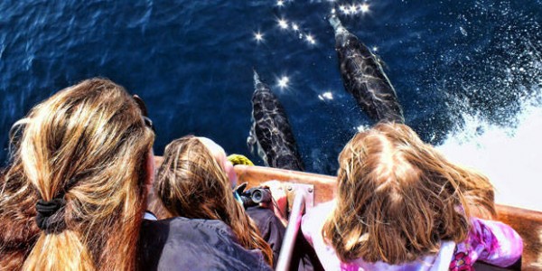 People looking down at a whale from a boat.