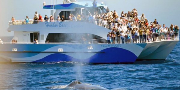 Whale-Watching-by-Harbor-Breeze-Cruises-1