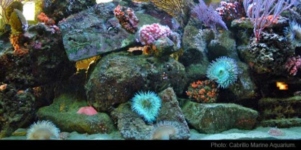 cabrillo-marine-aquarium