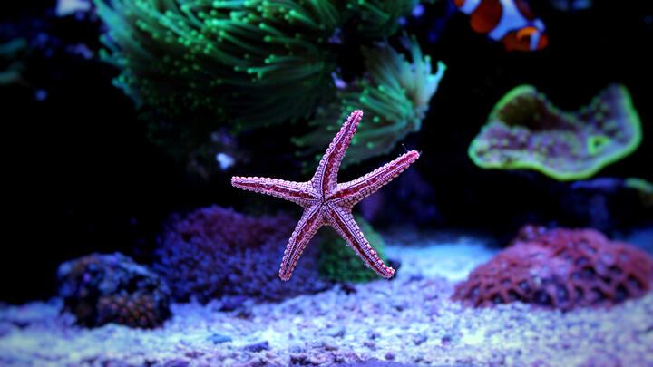 Heal the bay santa monica aquarium