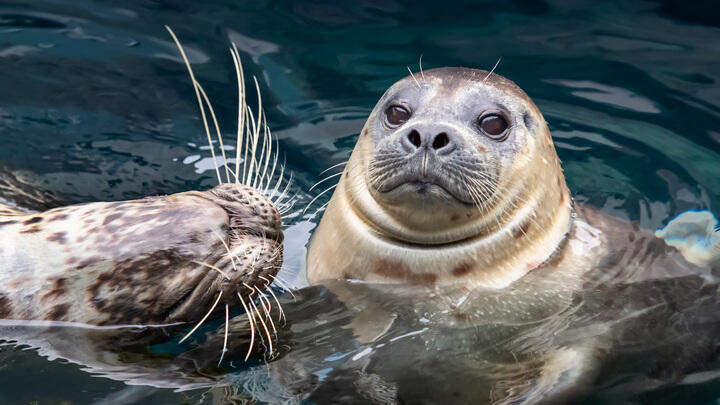 Seals Aquarium
