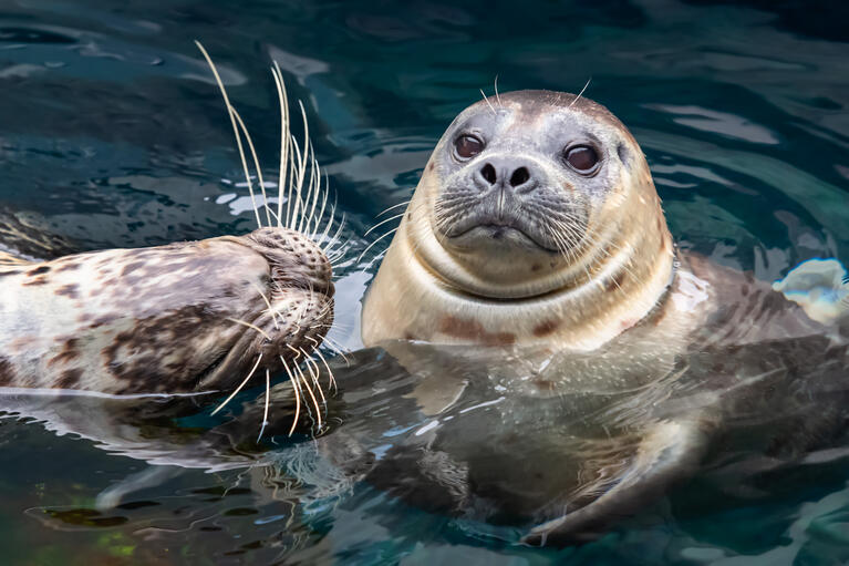 Harbor seal_Aquarium of the Pacific