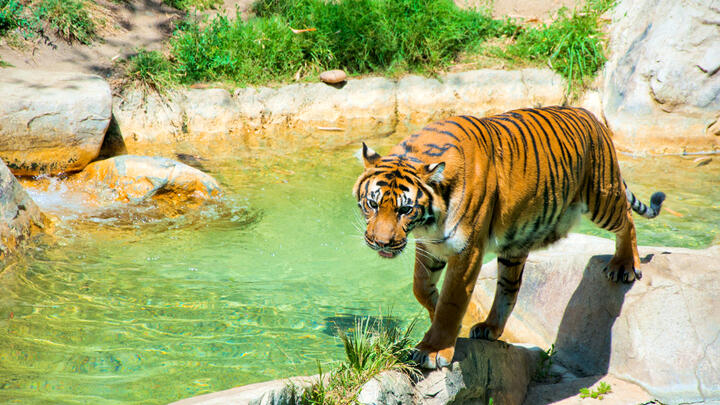 LA Zoo - Tiger
