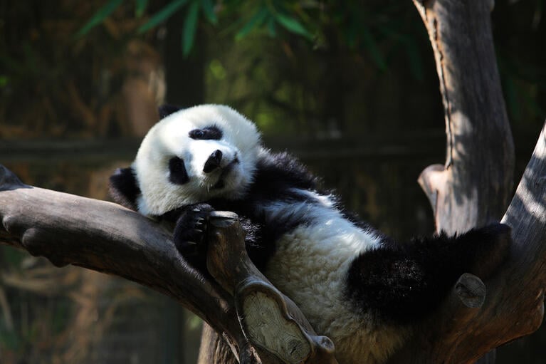 San Deigo Zoo