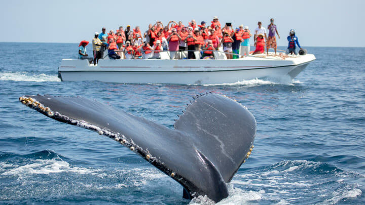 Whale watching Los Angeles