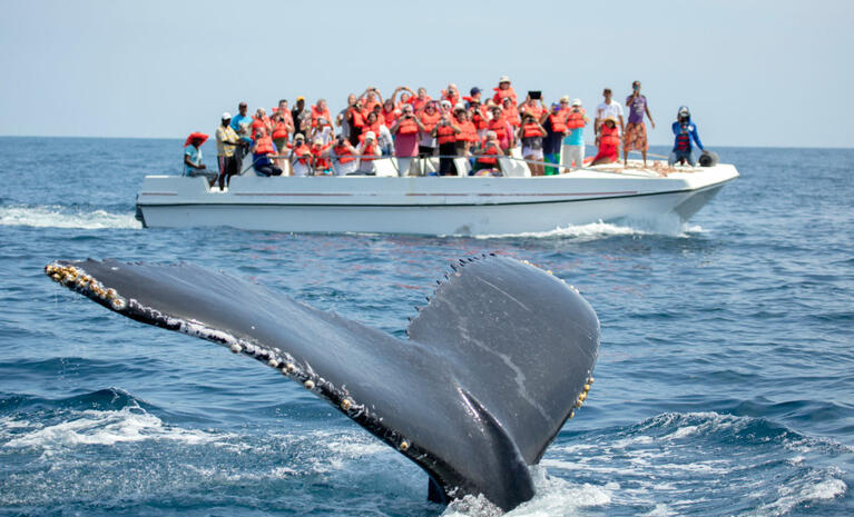 Harbor Cruise or Whale Watch in Long Beach