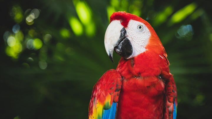 Close up of red Macaw at Xcaret park Mexico