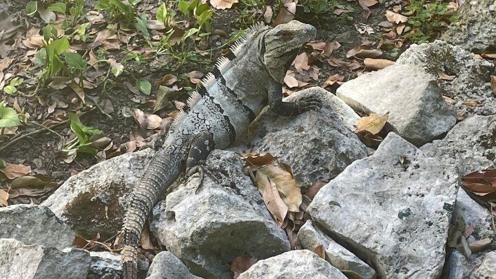 Iguana on rocks at Xcaret park Mexico