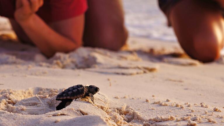 Visitors watch a turtle hatchling head to the Caribbean Sea
