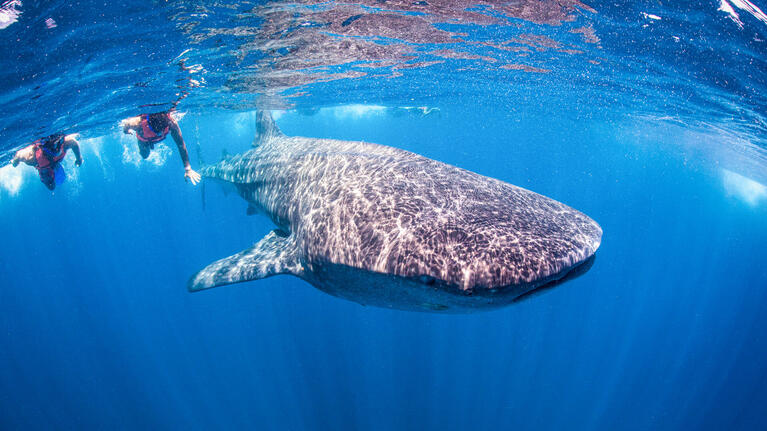 Swimmers beside a whale shark off Cancun in July