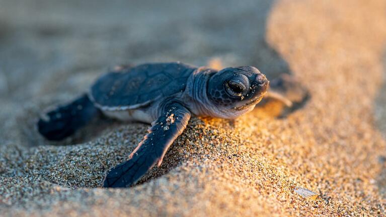A newly hatched turtle on the beach