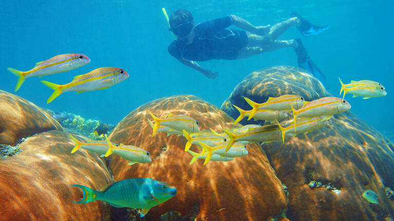 A snorkeler taking in the Grand Mayan Reef in Cancun