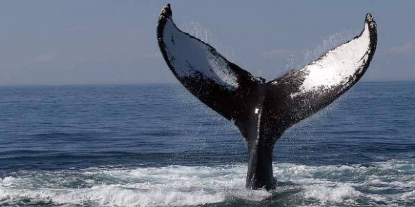 Flagship-Cruises-and-Events-Whale-Watch-3