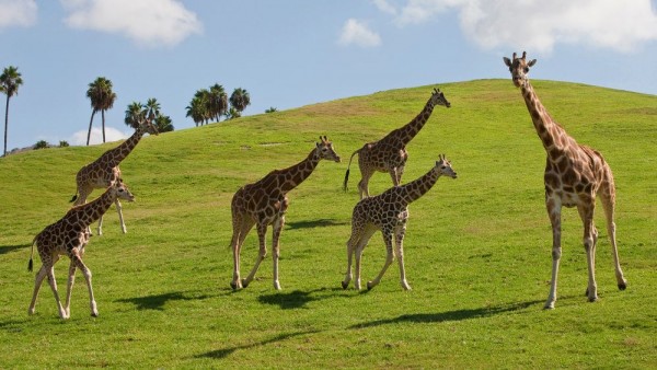 SafariParkGiraffes