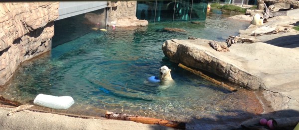 See polar bears play and swim at the Northern Frontier exhibit at the San Diego Zoo.