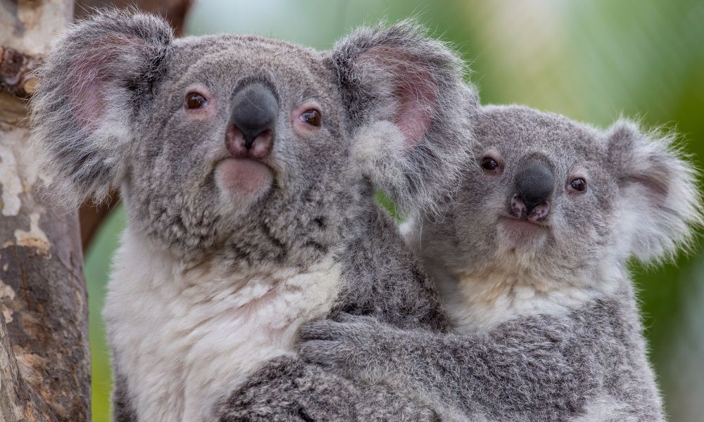 san diego koala zoo