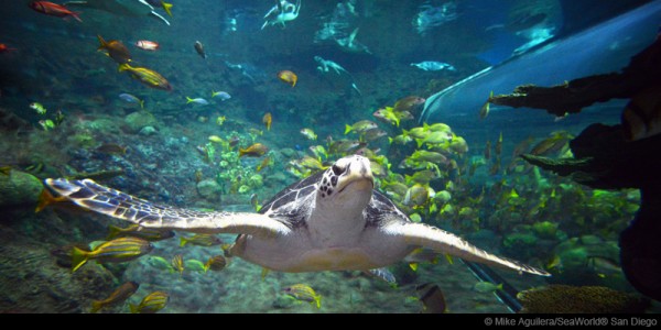 SeaWorld-San-Diego-3 (1)