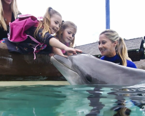 guests get to touch and interact with dolphins at Dolphin Point in SeaWorld San Diego