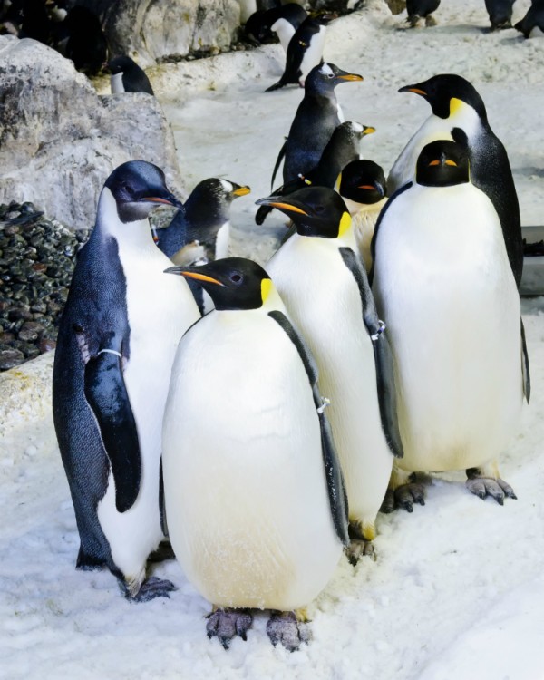Emperor Penguins in SeaWorld San Diego's Penguin Encounter exhibit