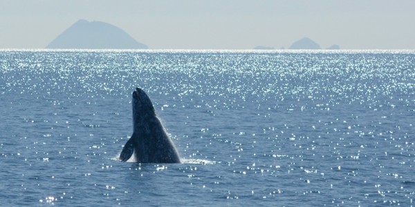 Whale-Watching-Winter-Hornblower-Cruises-3