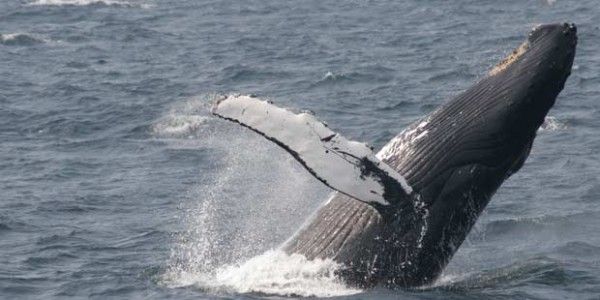 san-diego-whale-watch
