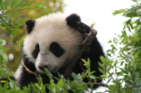 Things to Do in San Diego Zoo