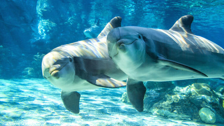 SeaWorld Dolphin