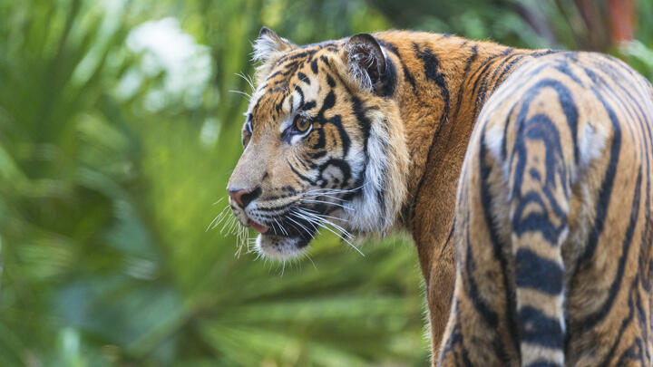 Tiger 2