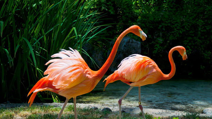Flamingoes at LA Zoo.