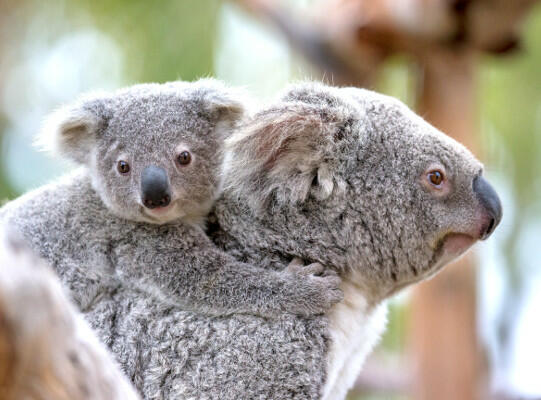 San Diego Zoo