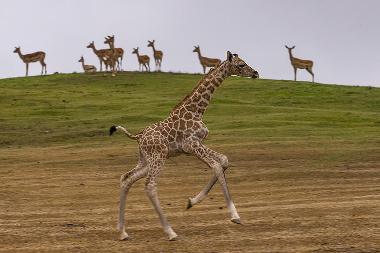 GiraffeSafari_002_Web_2.jpg