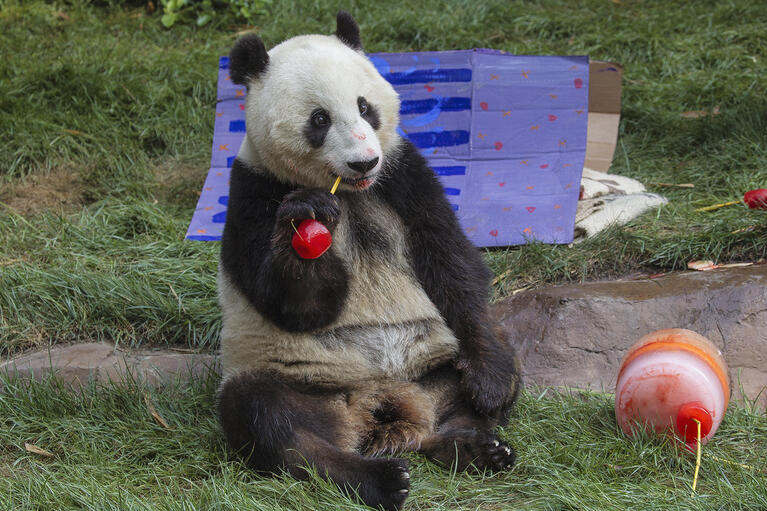 PandaXiaoLiwuFourthBday_7-29-16med.jpg