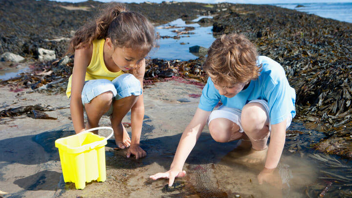 Kids searching for sea creatures in tide pools